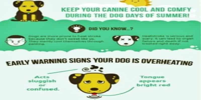 DebbieDoglady's tweet photo. HOT! HOT! HOT! #ReviveOldPost #FromTheArchives of @DebbieDoglady https://t.co/67CNJXUdFA #dogladysden https://t.co/SOMCwwJIGR