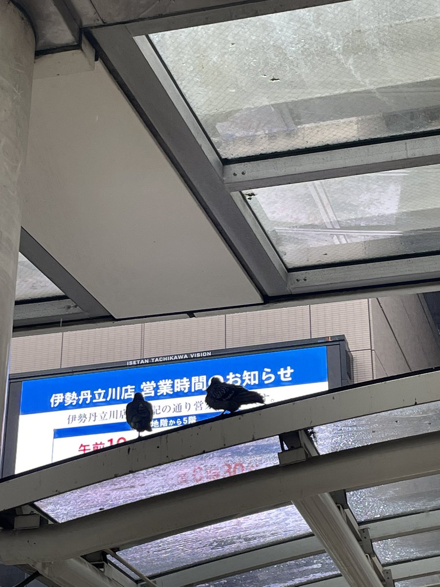 Harashidayo's tweet photo. 右の鳩が雨でボサボサだったんだけど分かりづらい https://t.co/UUFUofkIzE