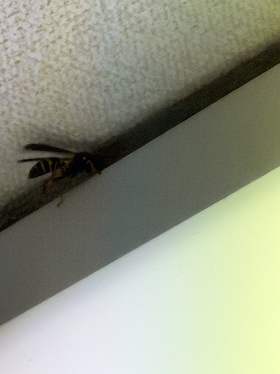 kotoridayonn's tweet photo. 部屋にアシナガバチはいってきててブチギレそう

あーあーもうぼくはご飯を用意できません（キッチンに🐝いるから）

あーあーもう仕事にいけません準備できませんあーあーあーあー https://t.co/rqqy8bCvrV