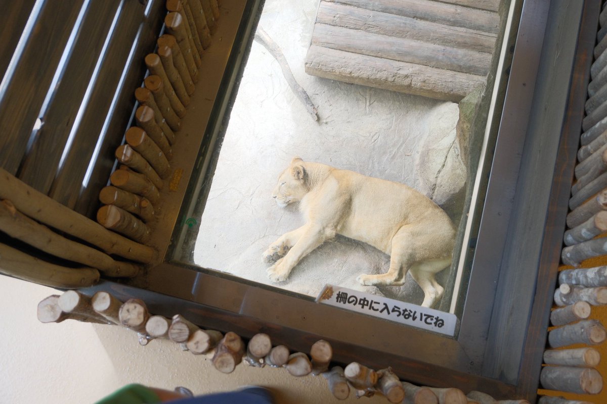 tsukuyomi89's tweet photo. 動物園行きました　暑さマシな方で比較的過ごしやすかった　今回サバンナのエリアで近くの見やすいところに集結しててよかったです https://t.co/UVyfh8DQce