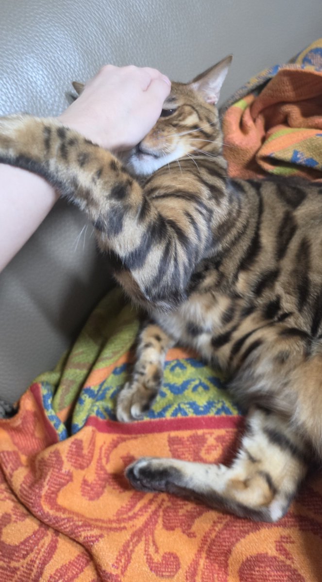 Davinci_Cat_'s tweet photo. 감히 작은누나 따위가 머리를 만지는 걸 용납하지 못하시는 https://t.co/mEdAZBsaEL