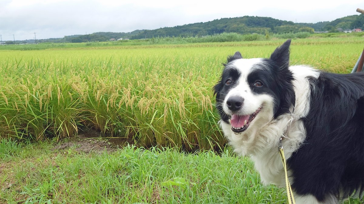 syunku00's tweet photo. 令和8年8月千葉豪雨
明けの見回り
この辺りも尋常じゃない雨量でした
田んぼも場所によって、稲が倒れてしまいました

収穫まであと少し
もう雨はしばらく要らないです https://t.co/tlcoydfOZS