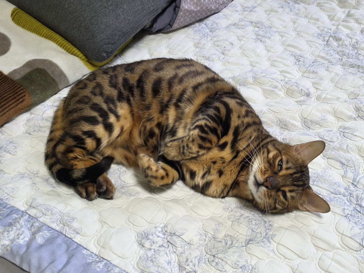 Davinci_Cat_'s tweet photo. 누나 침대라고?
그래서 ? https://t.co/2HylgkGWKY