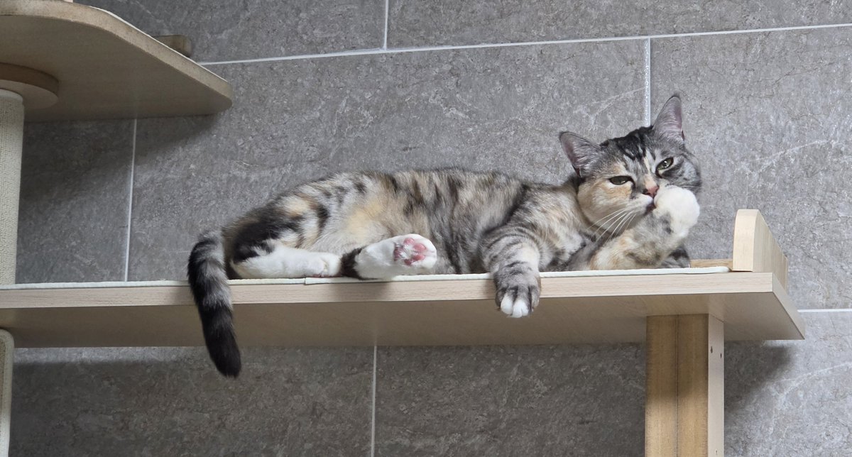 Davinci_Cat_'s tweet photo. 남의집 고양이 특집 https://t.co/jmzaVJHAkm