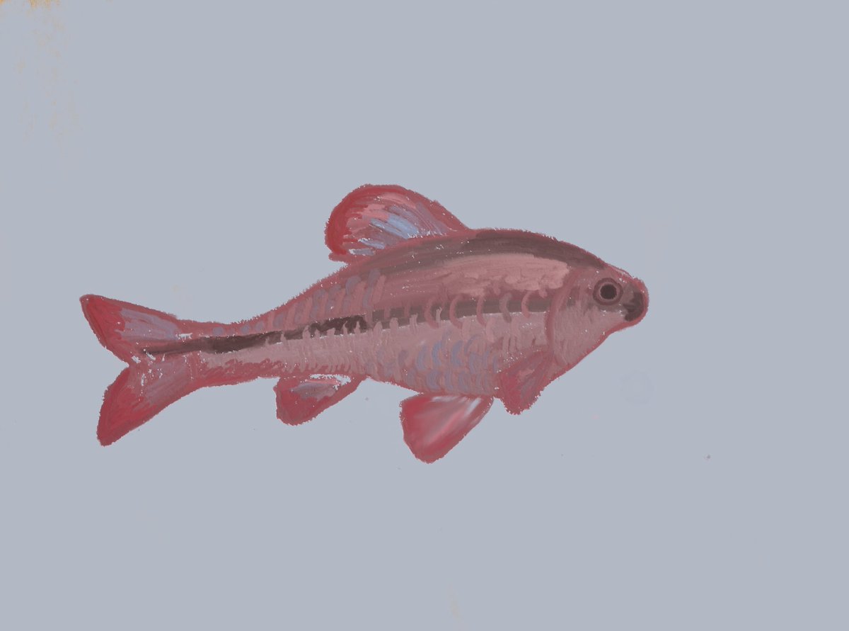 yukayanag's tweet photo. cherry barb 🍒 https://t.co/tdAMf3sSQ4