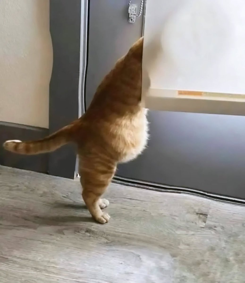 BestOfMeow's tweet photo. https://t.co/DrDYyrzIpk