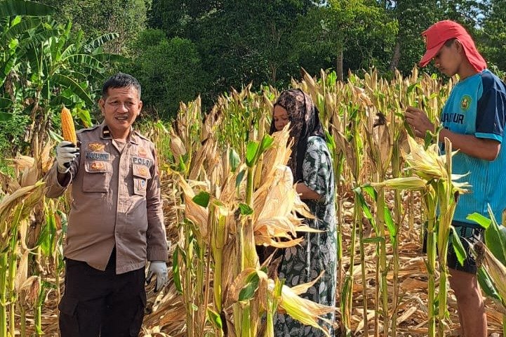 PolsekSendana's tweet photo. Upaya mendukung ketahanan pangan, Kanit Binmas Polsek Malunda Polres Majene, IPDA Jamaluddin, turut melaksanakan panen jagung bersama warga di Dusun Sambabo Utara, Desa Sambabo, Kecamatan Ulumanda, Kabupaten Majene, Minggu (16/8/2026). https://t.co/Lst0jjoJvQ