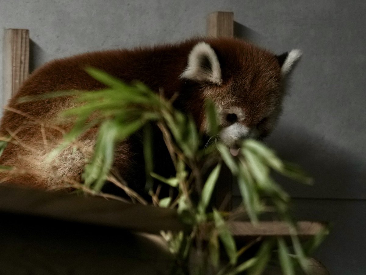 PGkXoqYKBwQ2ajk's tweet photo. 夜Zooはノゾム尾っぽっぽの信者爆誕だって💕
#ノゾム
#福岡市動物園
#レッサーパンダ #lesserpanda #redpanda https://t.co/FFr5Z0vMkd