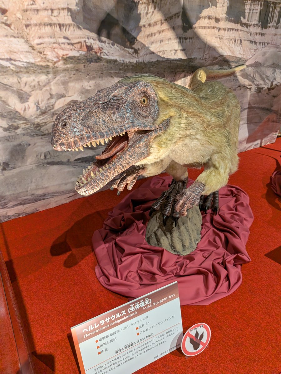 kesamaru_23's tweet photo. どうしても細かい展示まで全部見たくて【最強王者 #ティラノサウルス 展】再🦖

#ナノティランヌス はもちろんのこと、映像展示も解説も隈なく回れた🥹

T.Rexへと進化した過程の推測がどんどん新しくなっとって感動🥹

また好きな #恐竜 が増えました🦖 https://t.co/yqj1Jtx0Yr
