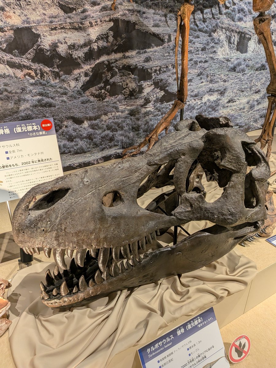 kesamaru_23's tweet photo. どうしても細かい展示まで全部見たくて【最強王者 #ティラノサウルス 展】再🦖

#ナノティランヌス はもちろんのこと、映像展示も解説も隈なく回れた🥹

T.Rexへと進化した過程の推測がどんどん新しくなっとって感動🥹

また好きな #恐竜 が増えました🦖 https://t.co/yqj1Jtx0Yr