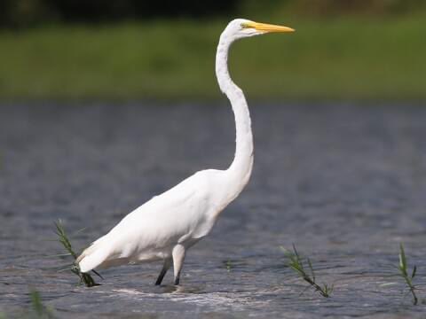 slinger179's tweet photo. Lowkey a cool ass bird
#killa https://t.co/vht1IXn93z