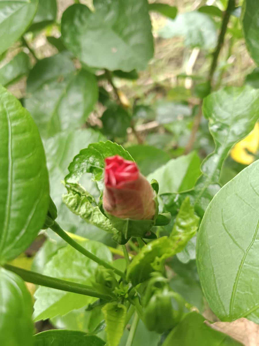 sarkar32150's tweet photo. Waiting to bloom 🌺✨
Every bud has its time. Patience, growth, and beauty.
#Nature #FlowerBud #GreenVibes #PeacefulMorning https://t.co/WLKjXhbYuA