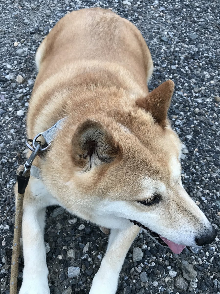 shochu2013's tweet photo. ももっちさん、そろそろ帰らないといけないんだね🥺またうちに帰ってきたかったらいつでも戻ってきていいんだよ🙂‍↕️もちろんお友達も一緒に連れてきてもいいからね🐾🐾何なら私の方から遊びに行こうかな😌
#盆の終わり https://t.co/2fVGaRvBx4