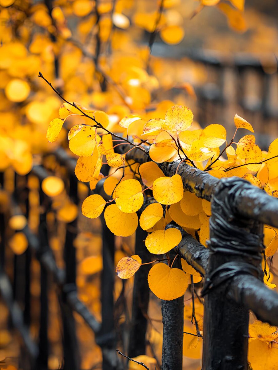 spudqueen1's tweet photo. “Sunny autumn morning vibes  Perfect for a walk with a hot latte—fresh air and golden leaves make everything feel so cozy! ”， https://t.co/ONcZIgYNeF