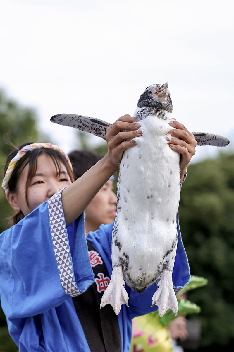 pon_pon_taitai's tweet photo. えだまめちゃん
#東武動物公園 #えだまめ
#フンボルトペンギン https://t.co/5FcW1tIB1T