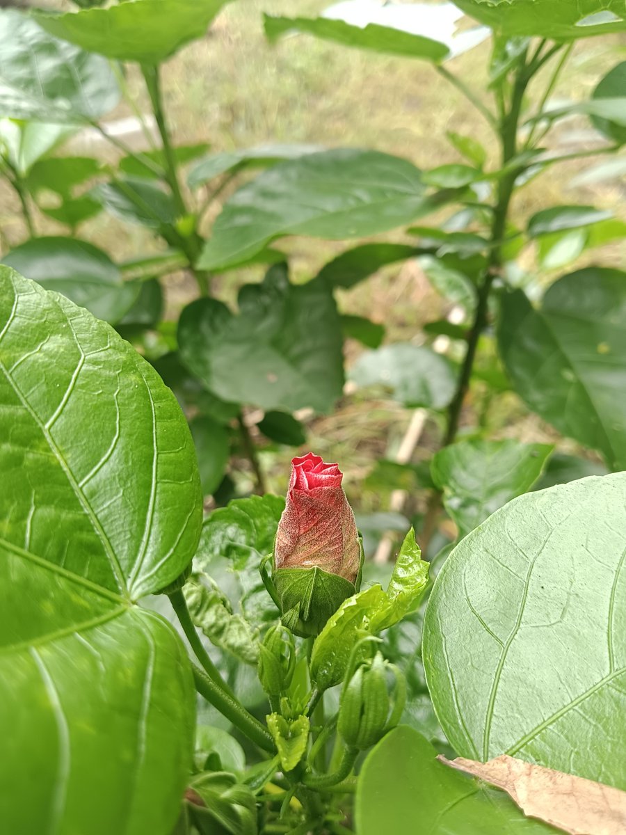 sarkar32150's tweet photo. Waiting to bloom 🌺✨
Every bud has its time. Patience, growth, and beauty.
#Nature #FlowerBud #GreenVibes #PeacefulMorning https://t.co/WLKjXhbYuA