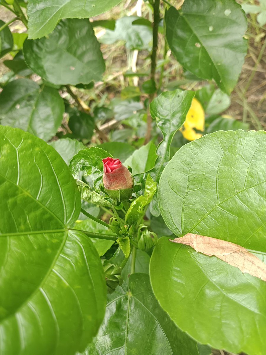 sarkar32150's tweet photo. Waiting to bloom 🌺✨
Every bud has its time. Patience, growth, and beauty.
#Nature #FlowerBud #GreenVibes #PeacefulMorning https://t.co/WLKjXhbYuA