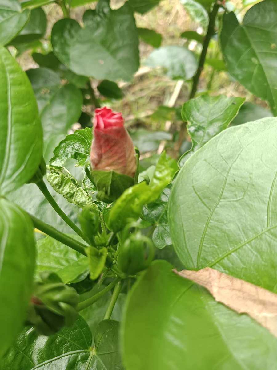 sarkar32150's tweet photo. Waiting to bloom 🌺✨
Every bud has its time. Patience, growth, and beauty.
#Nature #FlowerBud #GreenVibes #PeacefulMorning https://t.co/WLKjXhbYuA