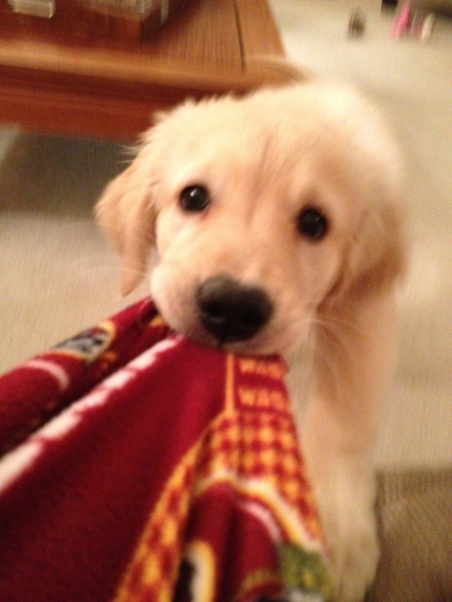 pseudo_puppy's tweet photo. no.... owner.. give ...... give me..... noo..... https://t.co/RBWGgfbwCD