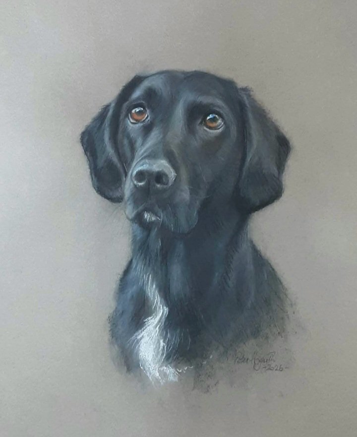 peterhogarth55's tweet photo. A recently commissioned portrait of a beloved dog.  I work in soft pastels on archival quality paper which measures 37.5 x 55cm 😊 https://t.co/LA4vXgQWlq