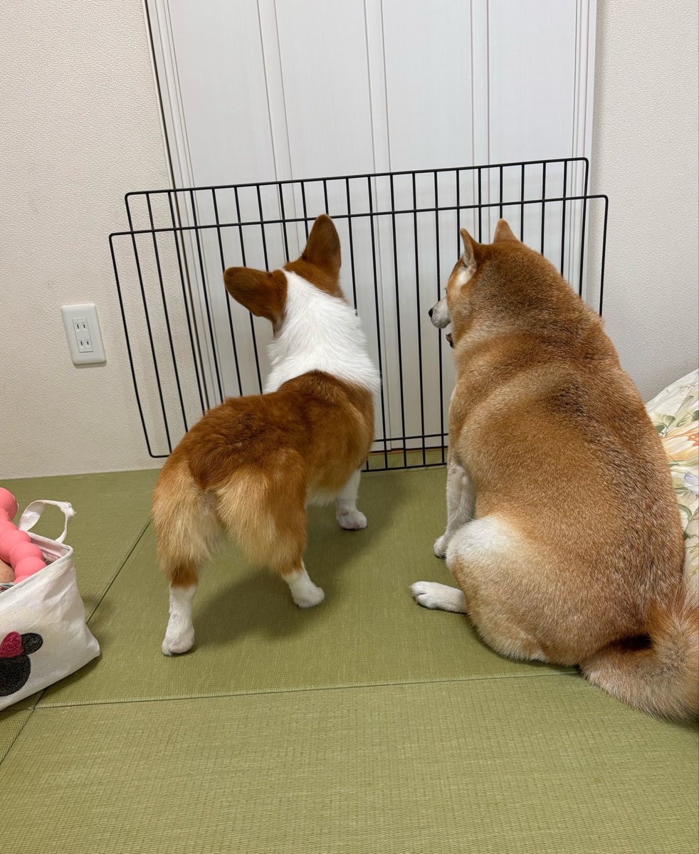 BlogKogimomo04's tweet photo. エアコン業者さんが取り付けしてくれてる間ずっと聞き耳たててる👂
 #柴犬
 #ふくちゃん
 #コーギー
 #くまちゃん
 #エアコン壊れた https://t.co/5x9b1XHdDG