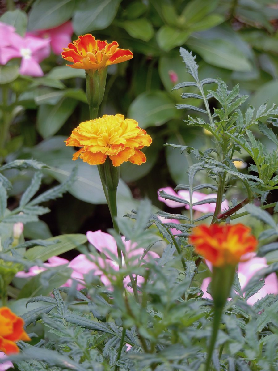 ponio421's tweet photo. 団地の花壇

Nikon COOLPIX A900 https://t.co/uvwSHRT90a