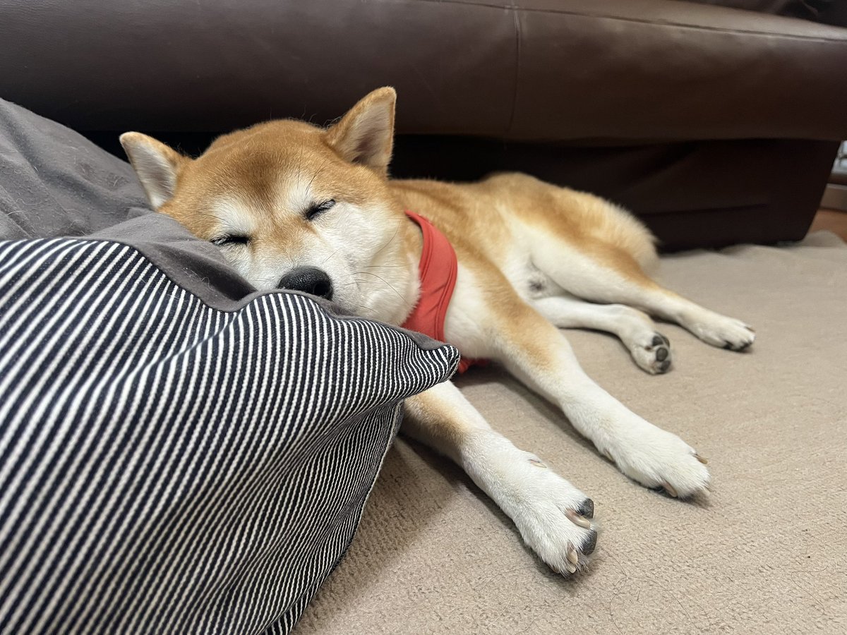 kakeru_17's tweet photo. ぐでーーーーー

#柴犬 https://t.co/QRgOMmRywC