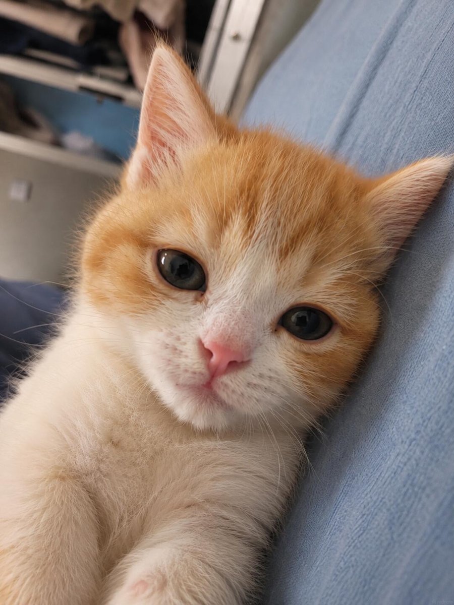 cutestscats's tweet photo. stay with me forever and never leave my side 🥺 https://t.co/riZVUp0t4X