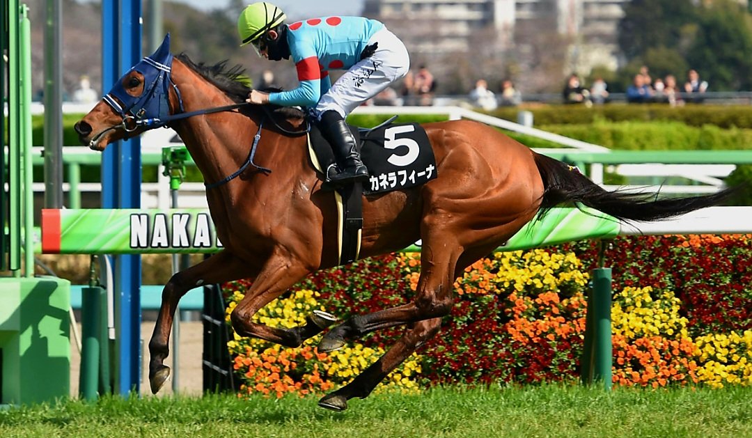 shigerugachi27's tweet photo. ★今日の競馬★
#中京記念
#カネラフィーナ

未勝利から
リステッドまで
連勝した逸材

ここ数戦は重賞の壁
ルメローで確勝からの
ユキト戻し🤣 

前走は
着差以上の完勝
実力は確かやし
左回りは絶好✨️

距離的には
札幌記念も
ここは相手関係で
選択のシルクあるある🤔

すんなりと
流れに乗れれば https://t.co/CxIHd9Uiac