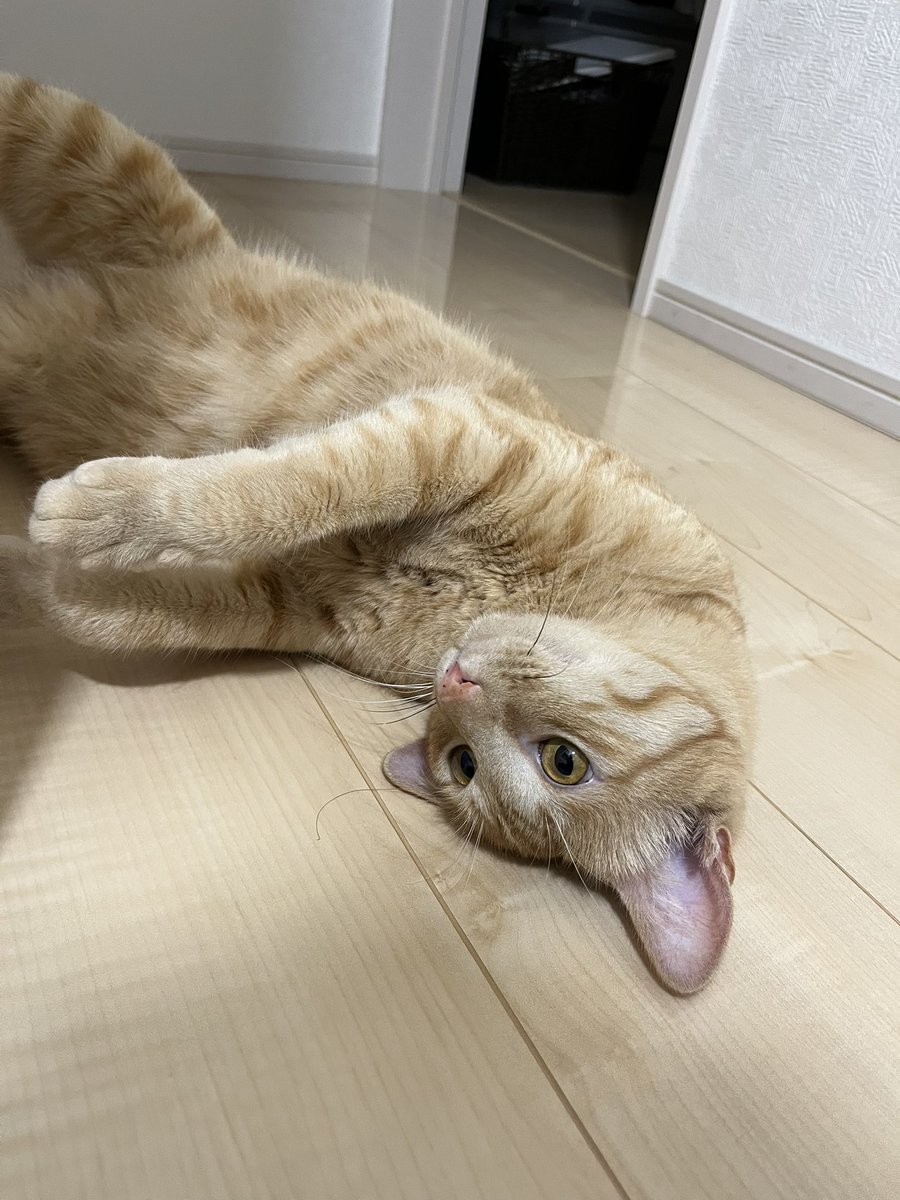 4th_ryo's tweet photo. #SiMねこ盤 https://t.co/OijEQPiabn