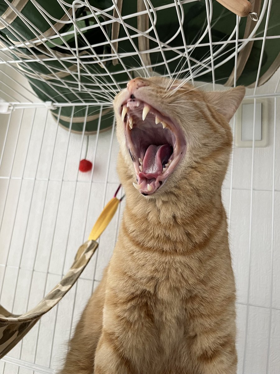 4th_ryo's tweet photo. #SiMねこ盤 https://t.co/OijEQPiabn