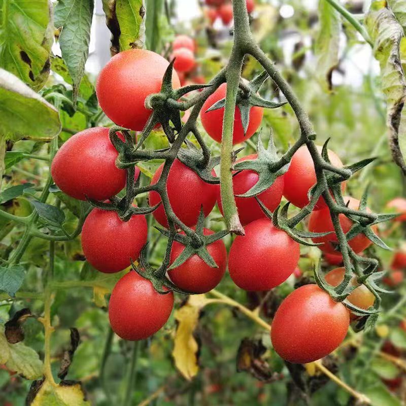 Alex02118857's tweet photo. This fresh organic cherry tomato pack is a game-changer—bursting with natural sweetness, zero weird aftertaste, crisp texture that stays even days after opening. Perfect for salads, snacks, or quick cooking! https://t.co/s5gdDx56gk