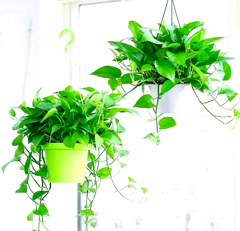SimplePonylpxy's tweet photo. Pro tip for your pothos! Rotate it weekly for even growth, keep soil slightly moist (not soggy), and wipe leaves to boost absorption. Your green buddy will thrive! https://t.co/vdSyDNPOIL