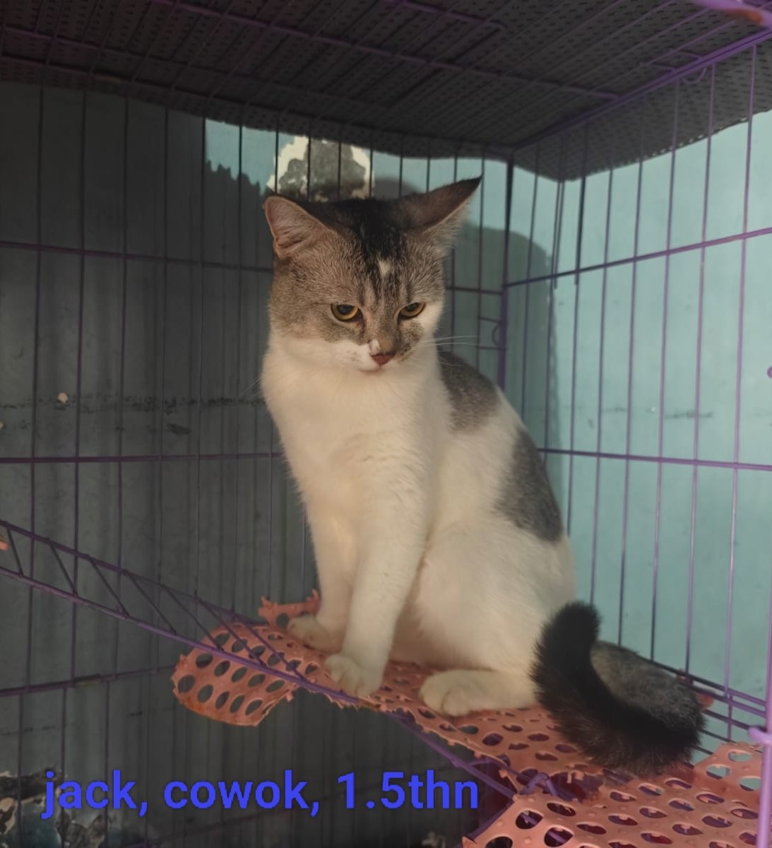 kris71ono's tweet photo. Open adopt for free, daerah surabaya barat, mix dom bsh, sudah kesulitan untuk merawat, karena saya di tempatkan di luar kota dan anak sudah sibuk kuliah.
@LetsAdoptInd https://t.co/nHUgCXLxeF