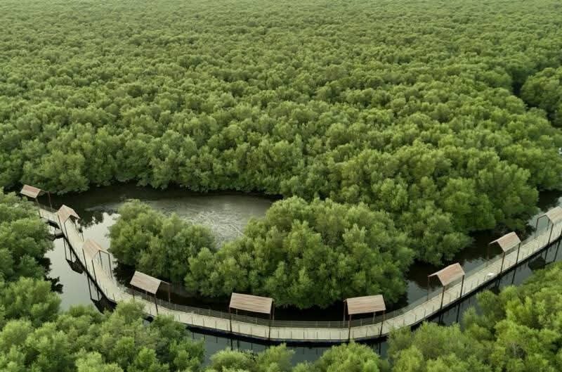 Fayyaz32298's tweet photo. تیرتا ہوا کراچی 🌹💗
First floating Mangroves Biodiversity Park in Karachi. https://t.co/sL3xxX9QiB