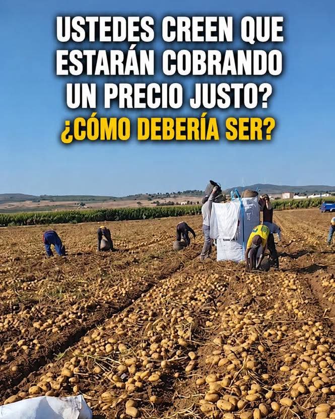 PlazaPorta48891's tweet photo. 🥔 Viendo el esfuerzo que hay detrás de cada saco, ¿de verdad creemos que el agricultor está cobrando un precio justo? Trabajar de sol a sol tiene un coste.
¿Cuánto crees que debería cobrar realmente por su trabajo? 💬🔥
#Agricultura #CampoEspañol #Agricultores #Patatas # https://t.co/EYZsT3AHdG
