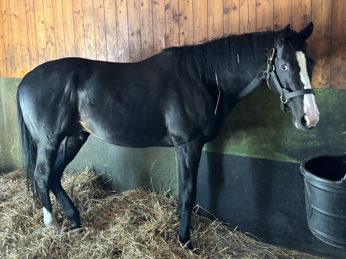 viramatsushi's tweet photo. 社台スタリオンステーションへ🐴

イクイノックス
キタサンブラック
エフフォーリア
シャフリヤール
ジャンタルマンタルなどほとんどの種牡馬
を見学させていただきました。

クラブのサービスとはいえ本当にありがたいです🙇‍♂️

イクイノックス産駒に出資したくなりました😆 https://t.co/Hr2tJZf4S3