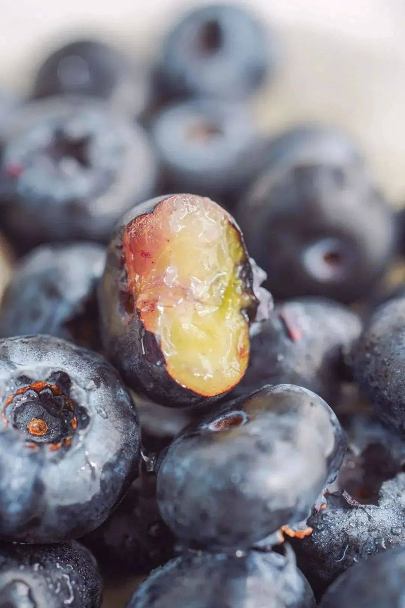 w1C14PUegtK33's tweet photo. This week's ingredient pick: fresh wild blueberries bursting with juicy, earthy sweetness! Perfect for yogurt bowls or baked treats – 10/10 for flavor u0026 versatility. https://t.co/vXEv2U8S5M