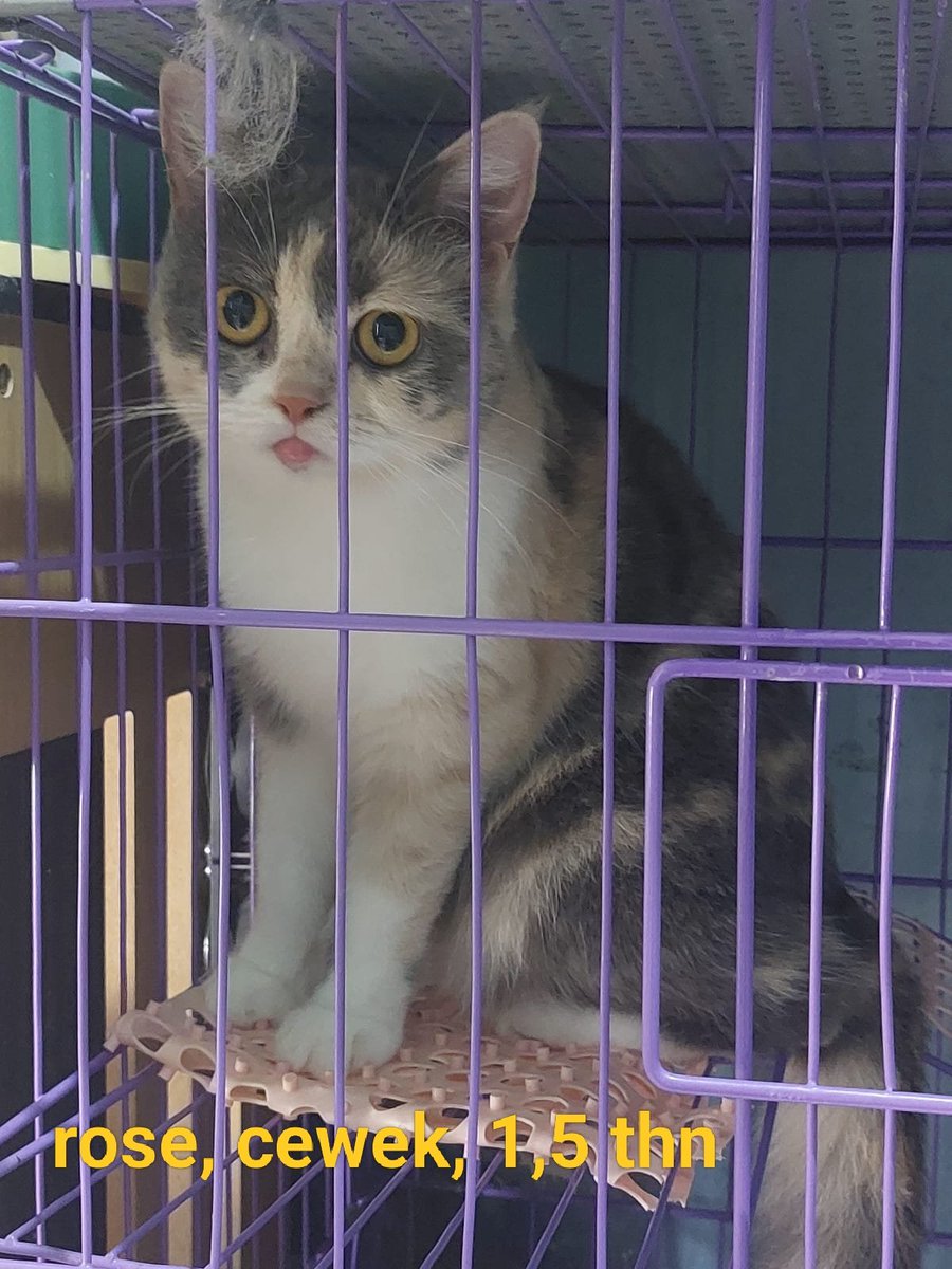 kris71ono's tweet photo. Rek, aku open adopt gratis, tp diambil sendiri ya, bawa pet carrier sendiri jg. Ada 4 anabul, mix dom bsh, sudah tidak merawat soale aku dipindah luar kota, anak yo wes sibuk kuliah. Daerah surabaya barat ya, daerah pakal.
@sbyfess https://t.co/JVq829XODr