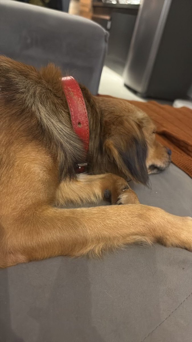 MoonlitGenesis's tweet photo. just a sleepy little baby 🐶💤 https://t.co/j2rqECtLyY