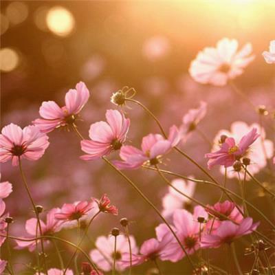 Sumik93550418's tweet photo. 🌟 🌈 🌻 🍬 🌻 🍁 Sipped espresso at a corner cafe, eavesdropping on lovers' whispers and businessmen's deals. Life's theater, free admission, endless acts. https://t.co/M0GI5Vrthb