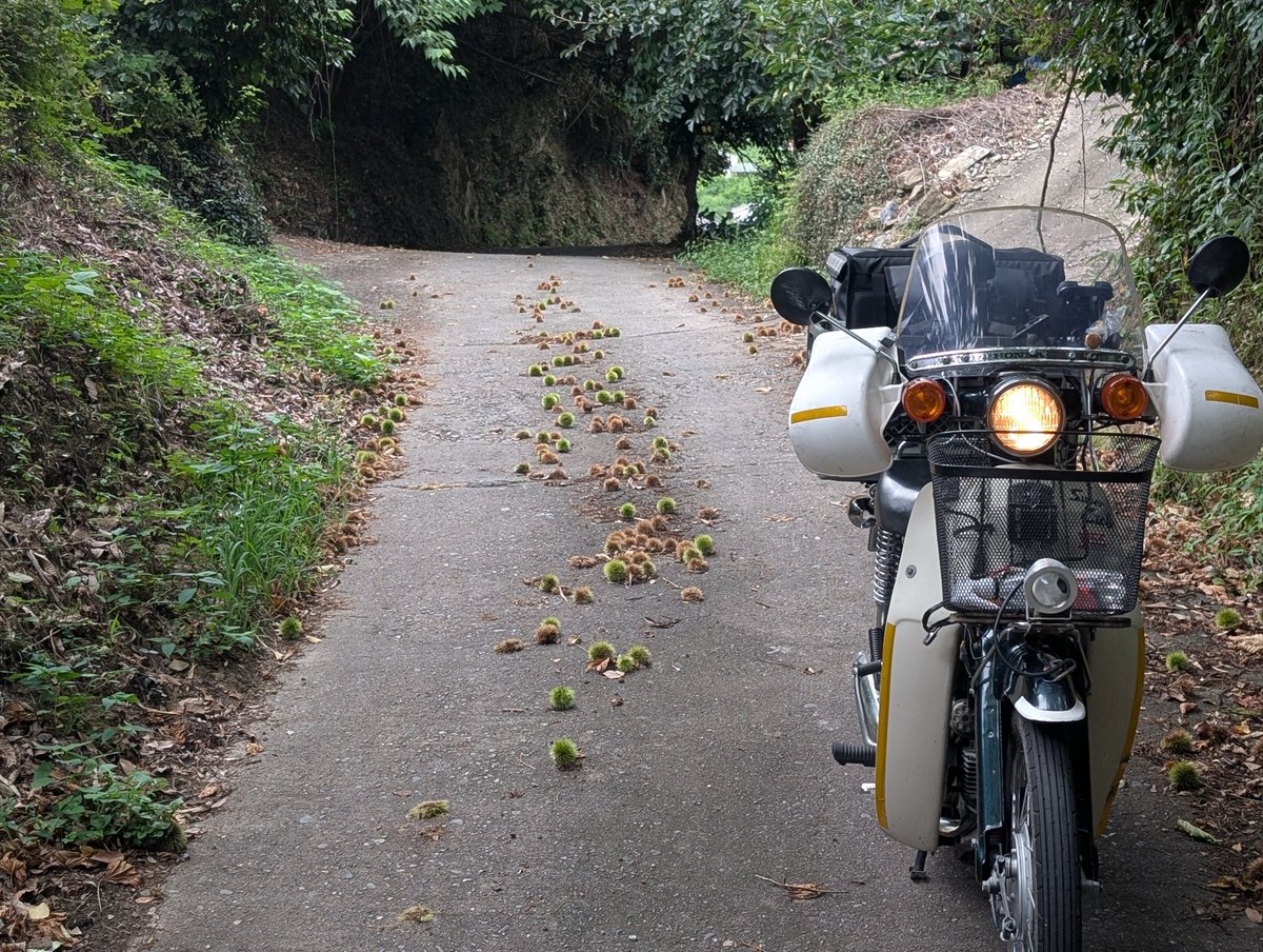 yakisoban650's tweet photo. 栗の道 https://t.co/DcMONr2rsK