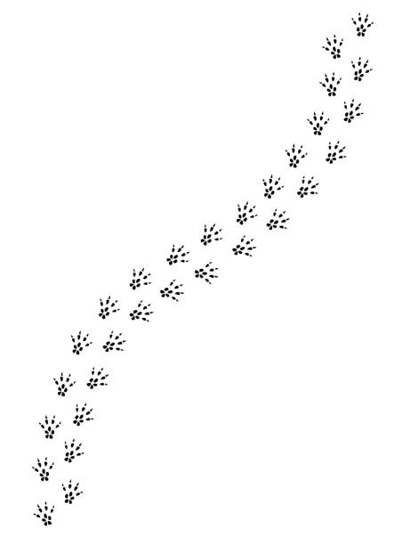dh7GRxKyler's tweet photo. 犬と森🌲🐕 https://t.co/FdFtxeKP5Y