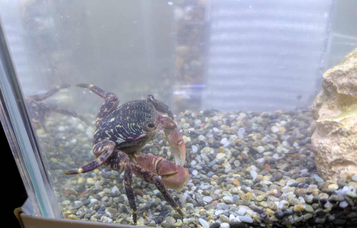Prof_Buggies's tweet photo. 昨日、パパとこどもたちで海へ

お世話係（母）にお土産持って帰ってきた

#イワガニ https://t.co/sk4dNNg9iz
