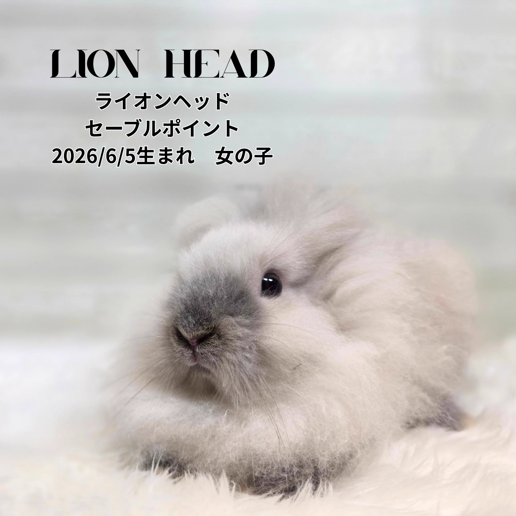 うさぎ専門店モンラパン🐰 on X: 