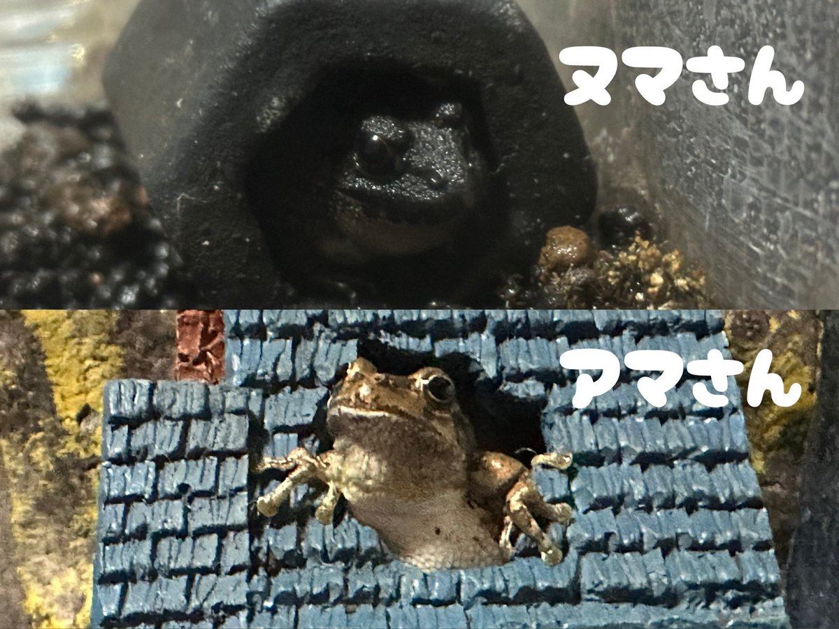 tetsu_arue's tweet photo. 鉄とゆかいな仲間たち！

もんたん：🦎レオパ♂　タンジェリン
ずぅちゃん：🦎ロボロフスキースキンクヤモリ♂？
くろちゃん：🦎ニホンヤモリ♀
ぴーちゃん：🐸ミヤコヒキガエル♂
ヌマさん：🐸ヌマガエル性別不明
アマさん：🐸ヒガシニホンアマガエル♂ https://t.co/cXSdzi7AWN