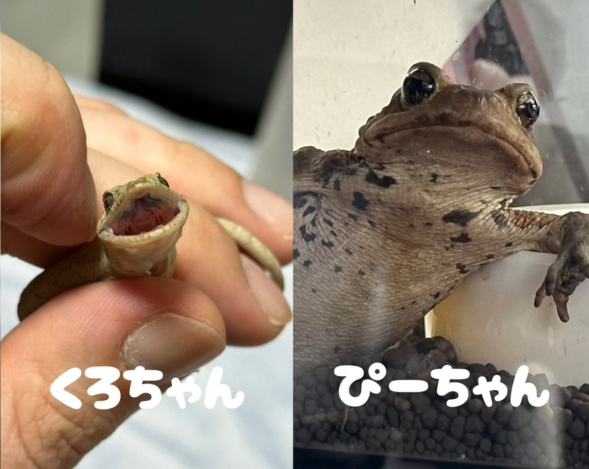 tetsu_arue's tweet photo. 鉄とゆかいな仲間たち！

もんたん：🦎レオパ♂　タンジェリン
ずぅちゃん：🦎ロボロフスキースキンクヤモリ♂？
くろちゃん：🦎ニホンヤモリ♀
ぴーちゃん：🐸ミヤコヒキガエル♂
ヌマさん：🐸ヌマガエル性別不明
アマさん：🐸ヒガシニホンアマガエル♂ https://t.co/cXSdzi7AWN