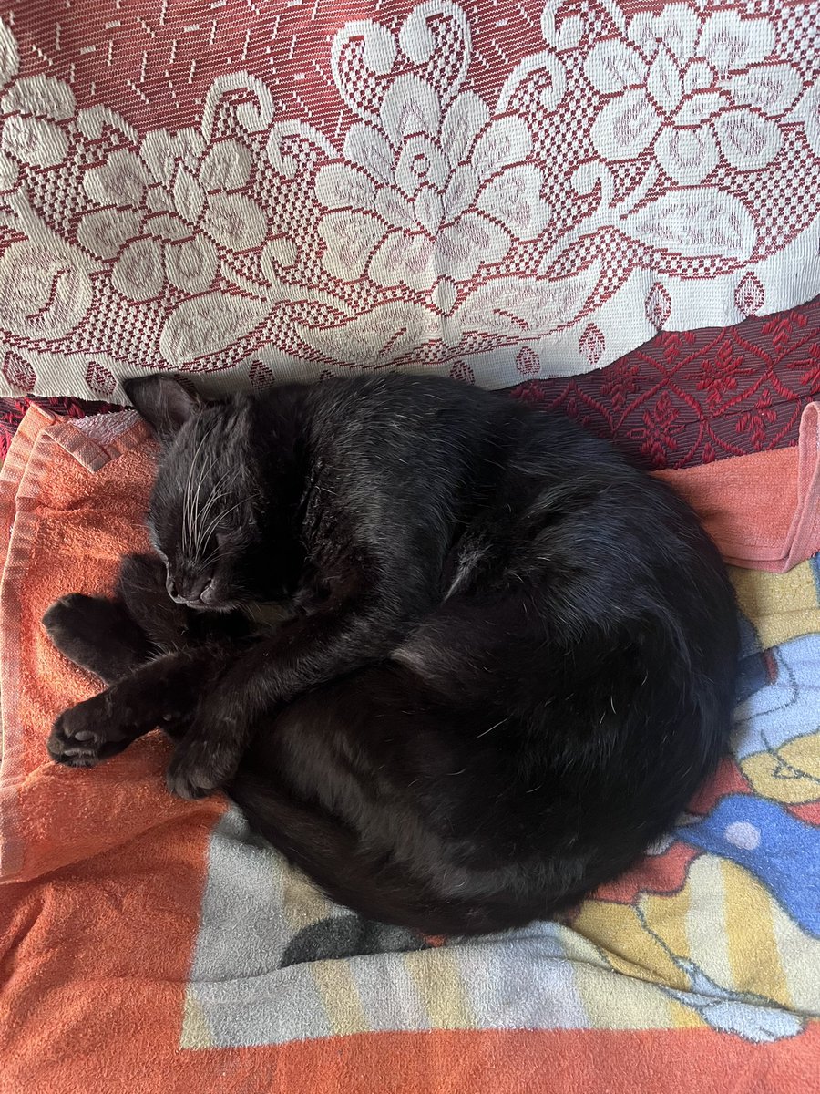 monkesh222's tweet photo. demon of destruction is sleeping (he isnt pepper guys but i miss my poopie) https://t.co/mlr2U8zUEL