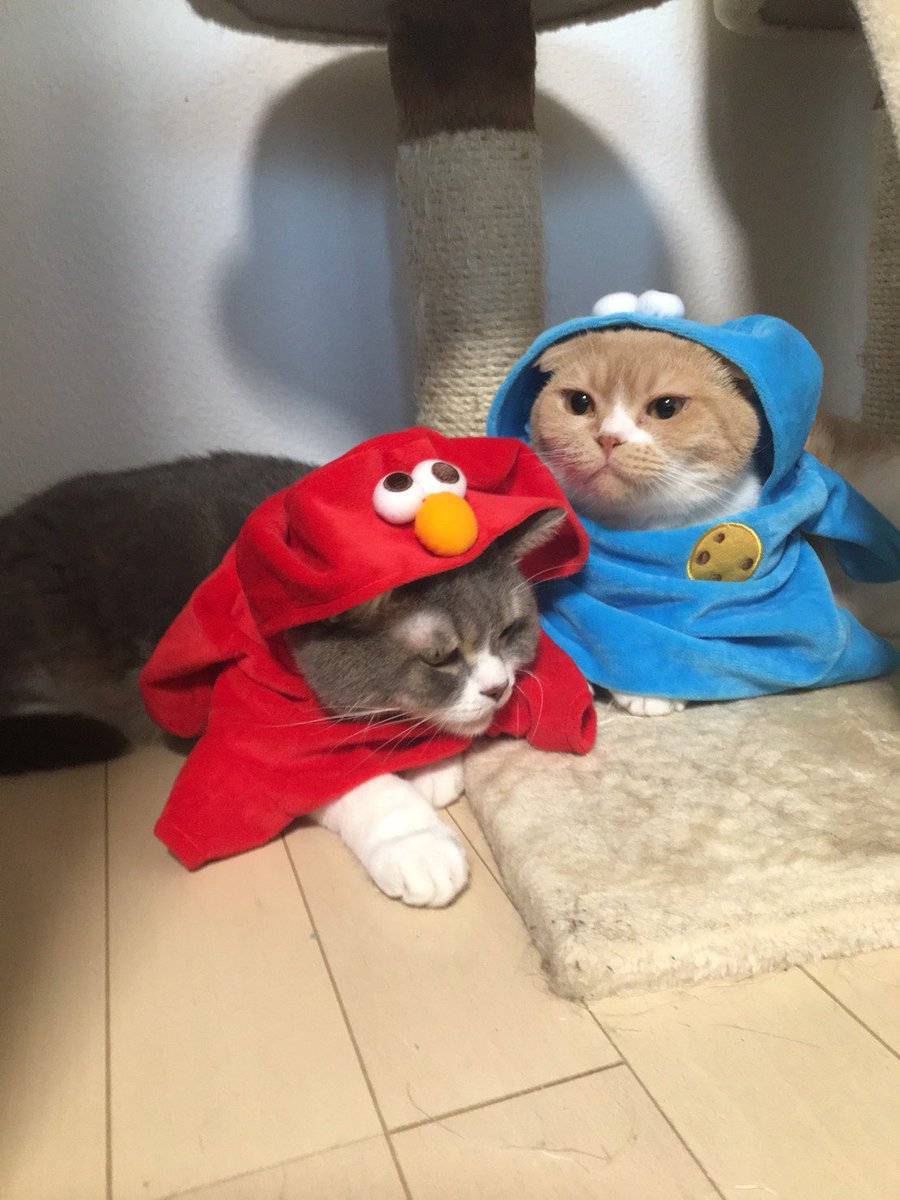 aiichiro23's tweet photo. ルルくん、ビビくん、ロイくん、ちゃんと帰ってきてた？寂しいよ https://t.co/bqEyf1OqkA