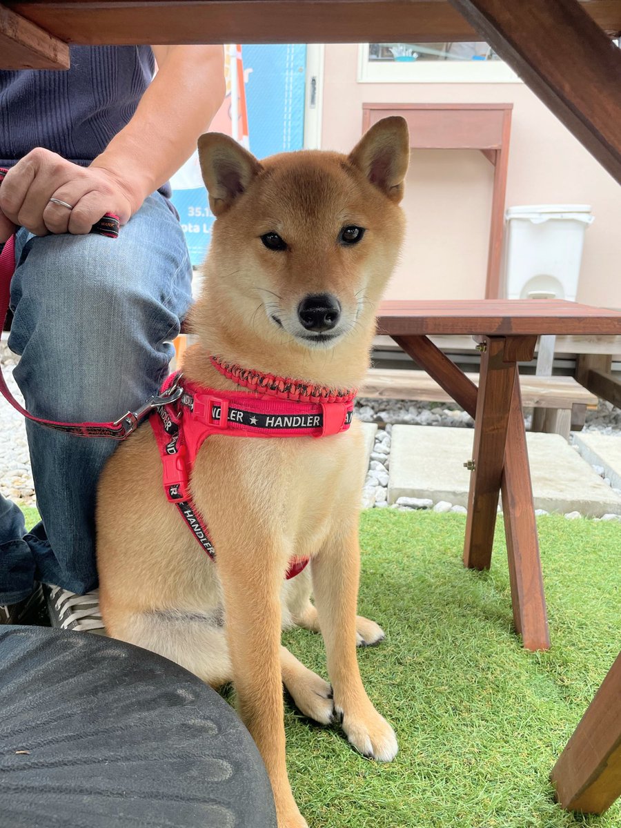 chata_roooo's tweet photo. 🐕こんばんチャ🌠

きょうはオレ、びょういんがんばったワン！

帰りに道の駅保田小学校に寄ってご飯食べて帰りました🐾
先生から「ハーネスやめて首輪で散歩してください」って言われたのでお散歩用の首輪を買って帰りました👀✨

#柴犬 #チャタ https://t.co/ZUn4C1CtSx